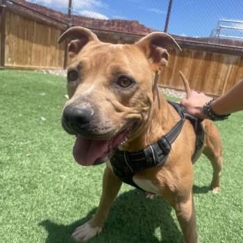Nolan -  Pit Bull Terrier Dog for Adoption in Salt Lake City, Utah - Nolan | PetCurious