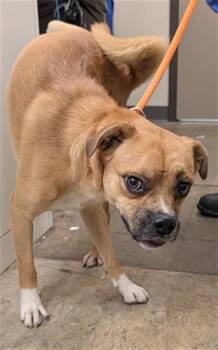 ZED -  Boxer and Mixed Breed Dog for Adoption in Ontario, California - ZED | PetCurious