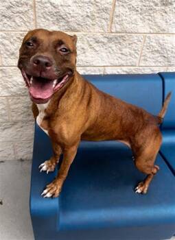 NAPKIN -  Pit Bull Terrier Dog for Adoption in Dayton, Ohio - NAPKIN | PetCurious