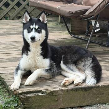 Liberty "Libby" Bell -  Siberian Husky Dog for Adoption in Spring City, Pennsylvania - Liberty "Libby" Bell | PetCurious