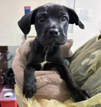 Mixed Breed Dogs Available for Adoption in Nashville, Tennessee - Strega | PetCurious