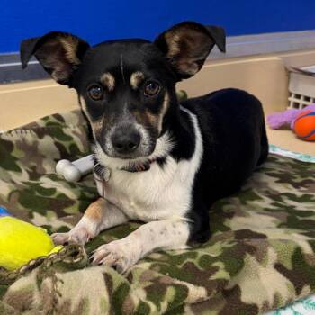 Dracula -  Chihuahua and Mixed Breed Dog for Adoption in Greensboro, Georgia - Dracula | PetCurious
