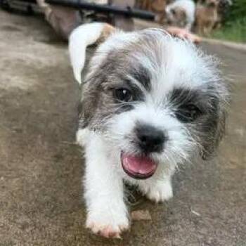 Pea 2026-324 -  Maltese and Shih Tzu Dog for Adoption in Winder, Georgia - Pea 2026-324 | PetCurious