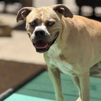 Medusa -  Mixed Breed Dog for Adoption in Charleston, West Virginia - Medusa | PetCurious
