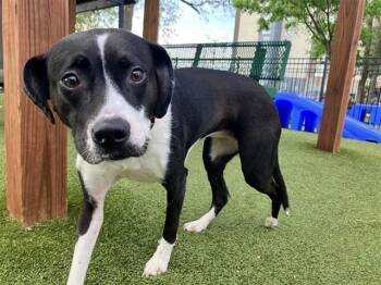 Terrier and Mixed Breed Dogs Available for Adoption in Brentwood, Missouri - CLEO | PetCurious