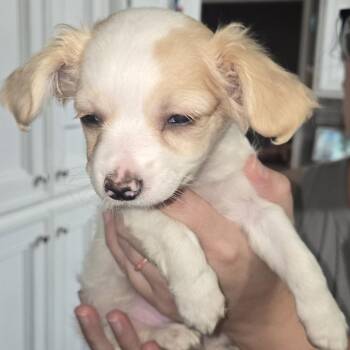 Chihuahua and Mixed Breed Dogs Available for Adoption in Montgomery, Texas - Ana Beth | PetCurious