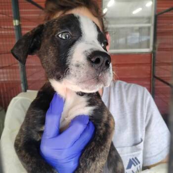 Genesis -  Pit Bull Terrier and Mixed Breed Dog for Adoption in Dover, Arkansas - Genesis | PetCurious