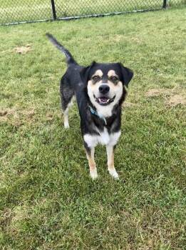 ARTHUR -  English Shepherd and Siberian Husky Dog for Adoption in Fort Wayne, Indiana - ARTHUR | PetCurious