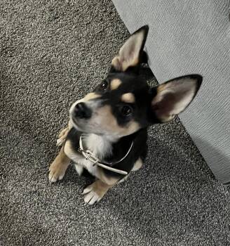 Mixed Breed and Border Collie Dogs Available for Adoption - Tootsie  | PetCurious