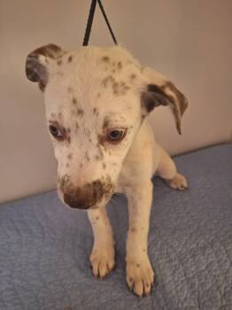 Diva -  Labrador Retriever and English Pointer Dog for Adoption in Melbourne, Arkansas - Diva | PetCurious
