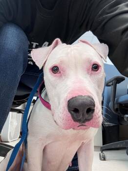 Candy -  Pit Bull Terrier Dog for Adoption in Mckinney, Texas - Candy | PetCurious