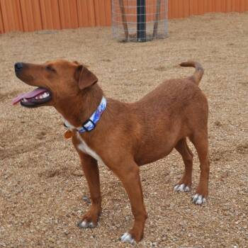 Chupi -  Mixed Breed Dog for Adoption in Prescott, Arizona - Chupi | PetCurious