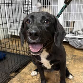 Labrador Retriever Dogs Available for Adoption in Columbia, South Carolina - Kobocha | PetCurious