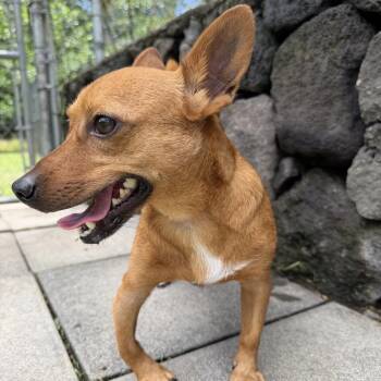 Sir Squiggles -  Mixed Breed Dog for Adoption in Keaau, Hawaii - Sir Squiggles | PetCurious