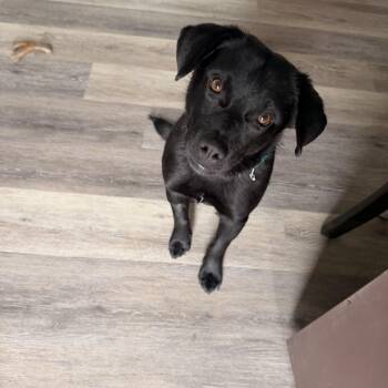 Mixed Breed Dogs Available for Adoption in Sioux Falls, South Dakota - Maxx | PetCurious