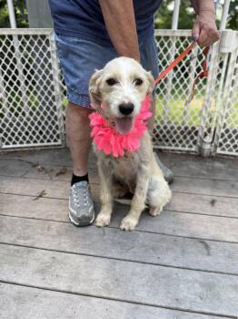 Lil Bit( Needs a 4 legged playmate) -  Aussiedoodle Dog for Adoption - Lil Bit( Needs A 4 Legged Playmate) | PetCurious