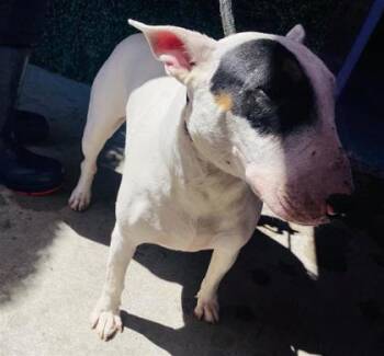 61319910 -  Bull Terrier and Mixed Breed Dog for Adoption in El Paso, Texas - 61319910 | PetCurious