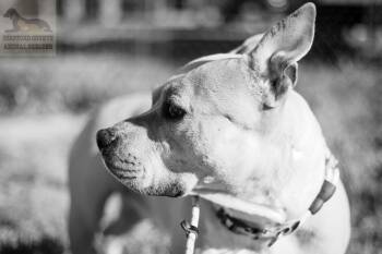 Pit Bull Terrier Dogs Available for Adoption in Stafford, Virginia - Rose *PLEASE READ* | PetCurious