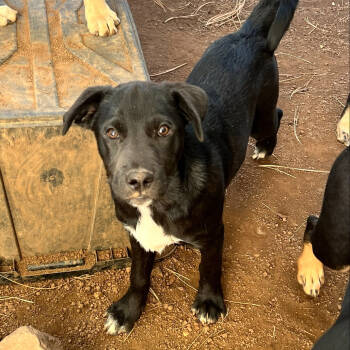 Rescue Shepherd Dogs for Adoption in Tuba City, Arizona - Velma (Tumbleweed #9) | PetCurious