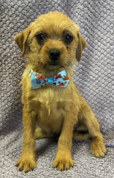 Rescue Poodle and French Bulldog Dogs for Adoption in Lodi, California - Archie | PetCurious