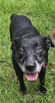 Ic-14 Gary -  Labrador Retriever and Pit Bull Terrier Dog for Adoption in Lawrenceville, Georgia - Ic-14 Gary | PetCurious