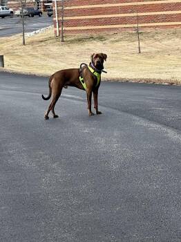 Labrador Retriever Dogs Available for Adoption - Barkley | PetCurious