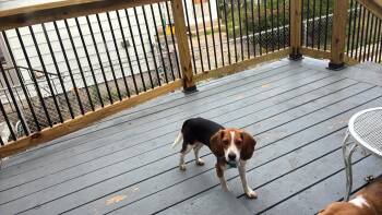 Lucky -  Beagle Dog for Adoption in Hammond, Indiana - Lucky | PetCurious