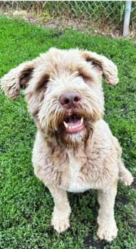 Rescue Goldendoodle Dogs for Adoption in Alix, Alberta - Duncan | PetCurious