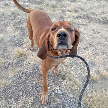 Fred -  Redbone Coonhound Dog for Adoption in Hailey, Idaho - Fred | PetCurious