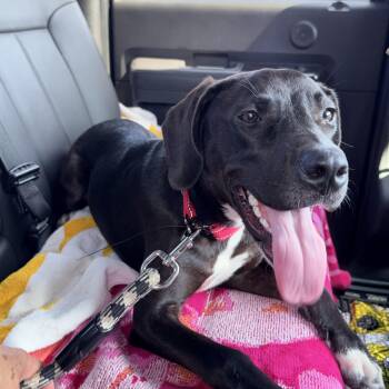 Lila -  Black Labrador Retriever and Great Dane Dog for Adoption in Humble, Texas - Lila | PetCurious