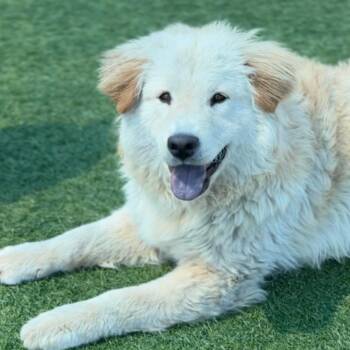 Great Pyrenees and Mixed Breed Dogs Available for Adoption - Peanut Butter A2264458 | PetCurious