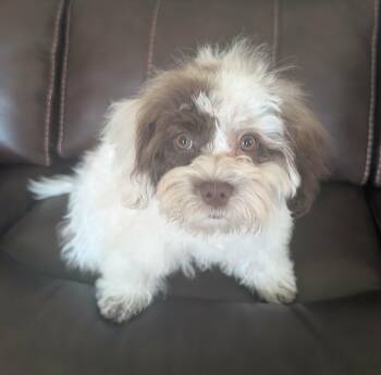 Bowie -  Shih Tzu Dog for Adoption in Union Grove, Wisconsin - Bowie | PetCurious