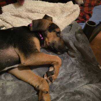 Bing -  Mixed Breed Dog for Adoption in Glenfield, New York - Bing | PetCurious