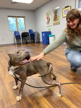 Sarge -  Pit Bull Terrier Dog for Adoption in Bloomington, Indiana - Sarge | PetCurious