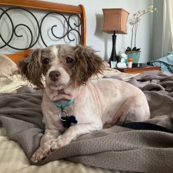 Marina -  Shih Tzu and Poodle Dog for Adoption in Campton Hills, Illinois - Marina | PetCurious