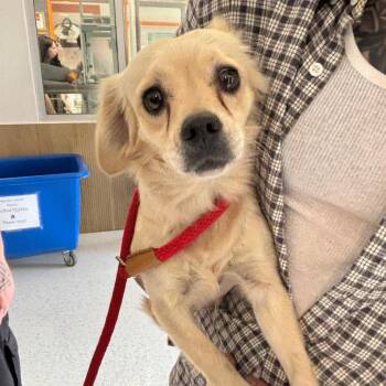 Fluffy -  Chihuahua Dog for Adoption in Los Angeles, California - Fluffy | PetCurious