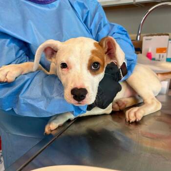 Humpty Dumpty -  Mixed Breed Dog for Adoption in Huntington, West Virginia - Humpty Dumpty | PetCurious