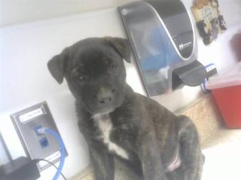 German Shepherd Dog and Mixed Breed Dogs Available for Adoption - SNEEZY | PetCurious