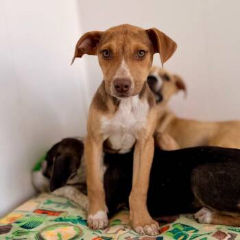 Mixed Breed and Chihuahua Dogs Available for Adoption in Green Bay, Wisconsin - Sydney | PetCurious
