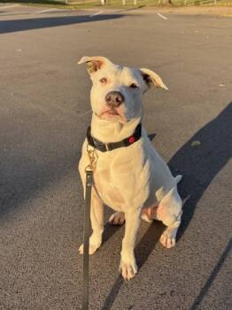 Rescue Pit Bull Terrier and Mixed Breed Dogs for Adoption in Knoxville, Tennessee - Gallaudet | PetCurious