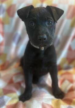 Labrador Retriever and Plott Hound Dogs Available for Adoption - Raven | PetCurious
