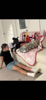 Black Labrador Retriever Dogs Available for Adoption - Baby Boy | PetCurious