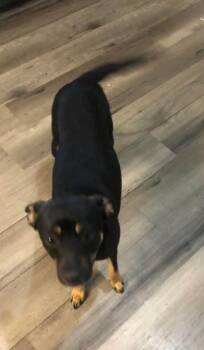 CLAIRE -  Chihuahua Dog for Adoption in Holbrook, New York - CLAIRE | PetCurious
