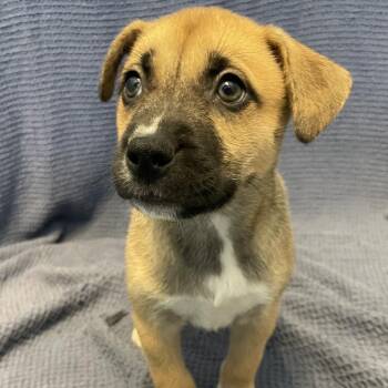 Potato Salad -  Mixed Breed Dog for Adoption in Canal Winchester, Ohio - Potato Salad | PetCurious