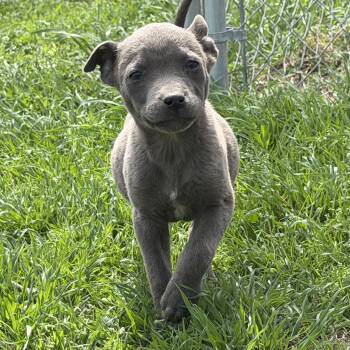 American Staffordshire Terrier Dogs Available for Adoption - Gemini | PetCurious