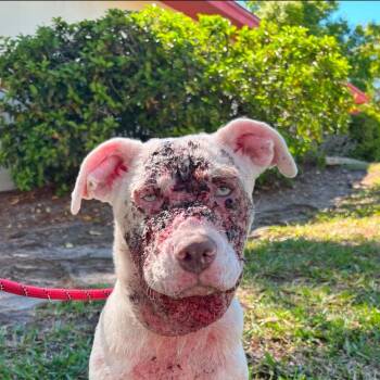 Mixed Breed Dogs Available for Adoption in Tampa, Florida - Hope | PetCurious