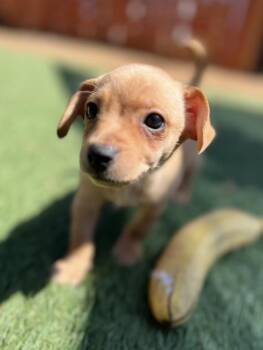 Mixed Breed Dogs Available for Adoption in El Cajon, California - King Edward | PetCurious