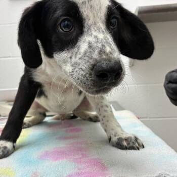 Hot Dog -  Australian Cattle Dog Blue Heeler Dog for Adoption in Corpus Christi, Texas - Hot Dog | PetCurious