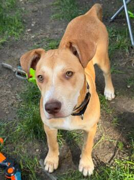 Jolene (Scott-fostered in TN) -  Pit Bull Terrier and Yellow Labrador Retriever Dog for Adoption in Brighton, Tennessee - Jolene (Scott-fostered In TN) | PetCurious
