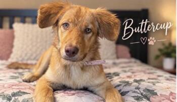 Buttercup -  Golden Retriever and Mixed Breed Dog for Adoption in Zimmerman, Minnesota - Buttercup | PetCurious
